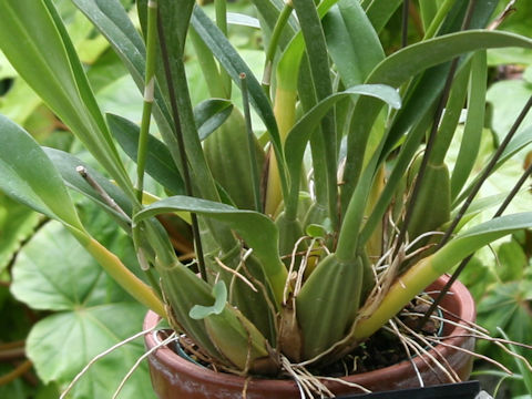 Oncidium maculatum