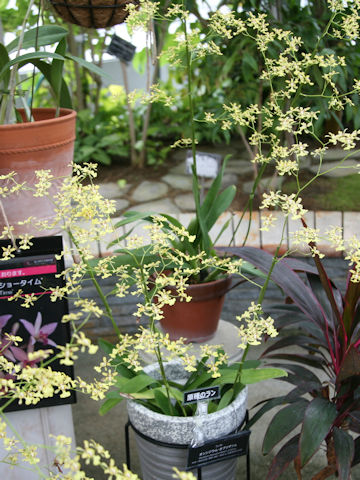 Oncidium obryzatum