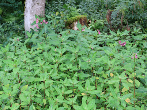 Impatiens glandulifera