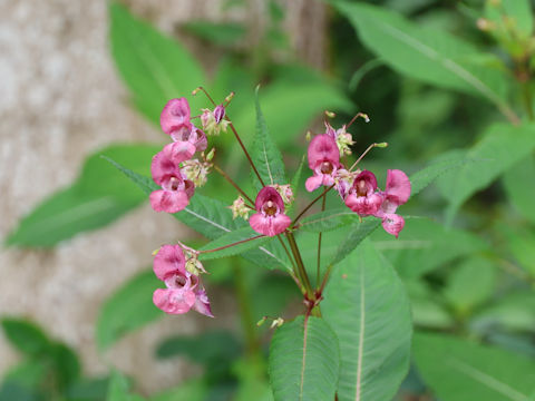 Impatiens glandulifera