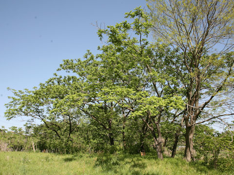 Juglans mandshurica var. sachalinensis