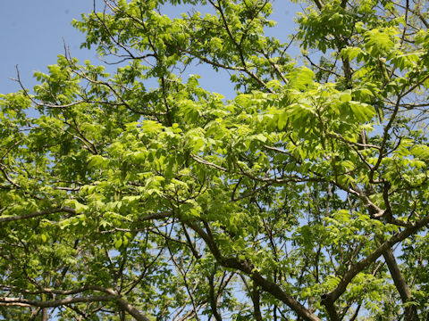 Juglans mandshurica var. sachalinensis