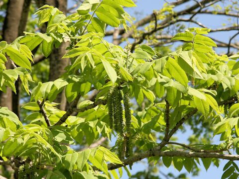 Juglans mandshurica var. sachalinensis