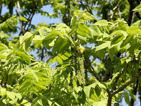 Juglans mandshurica var. sachalinensis