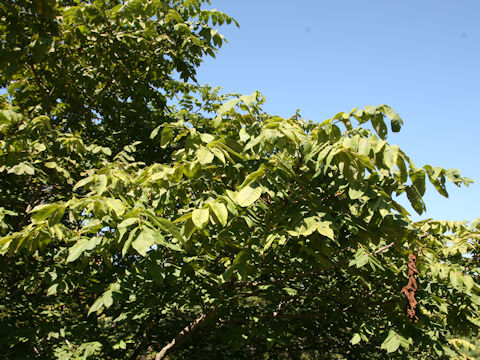 Juglans mandshurica var. sachalinensis