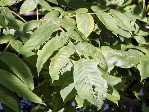 Juglans mandshurica var. sachalinensis