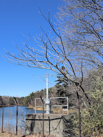 Juglans mandshurica var. sachalinensis
