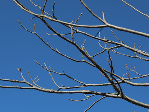 Juglans mandshurica var. sachalinensis
