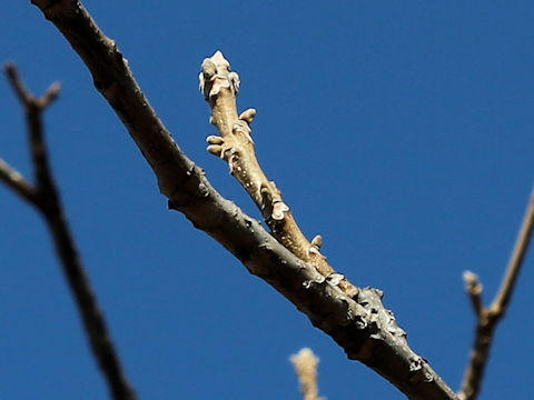 Juglans mandshurica var. sachalinensis