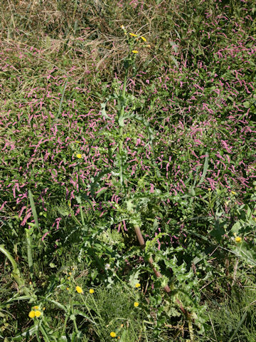 Sonchus asper