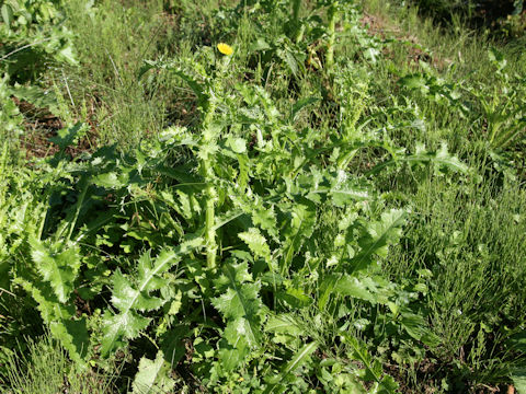 Sonchus asper