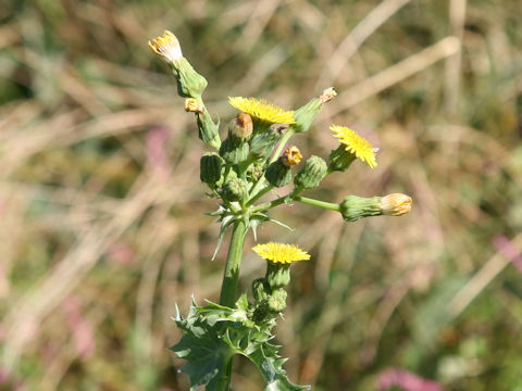 Sonchus asper