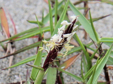 Zoysia macrostachya