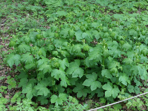 Filipendula kamtschatica