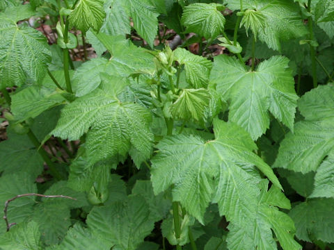 Filipendula kamtschatica