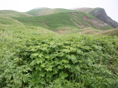 Filipendula kamtschatica