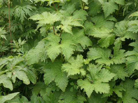 Filipendula kamtschatica