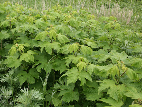 Filipendula kamtschatica