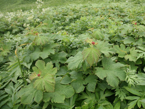 Filipendula kamtschatica