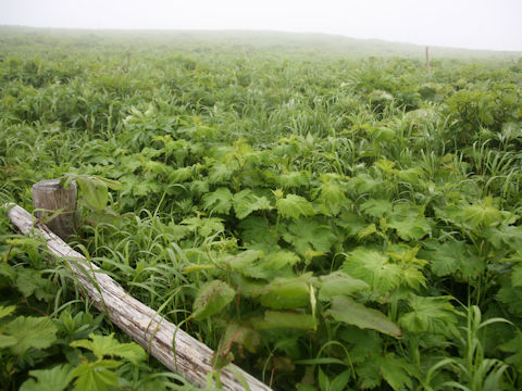 Filipendula kamtschatica