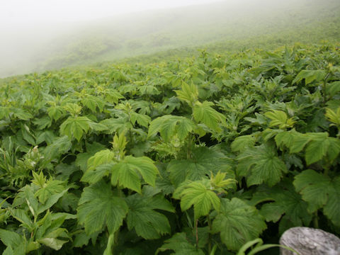 Filipendula kamtschatica