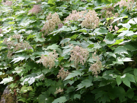 Filipendula kamtschatica