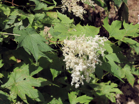 Filipendula kamtschatica