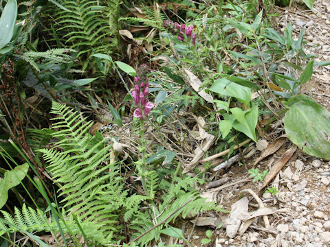 Pedicularis nipponica