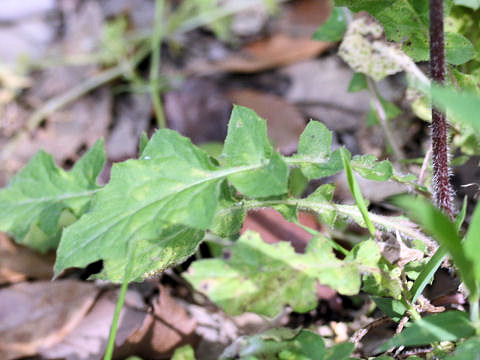 Youngia japonica