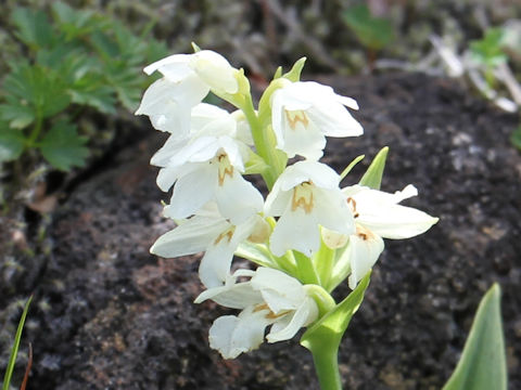 Orchis fauriei