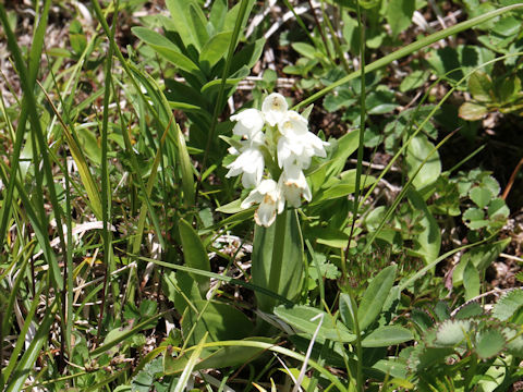 Orchis fauriei