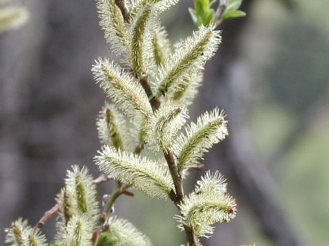Salix sachalinensis