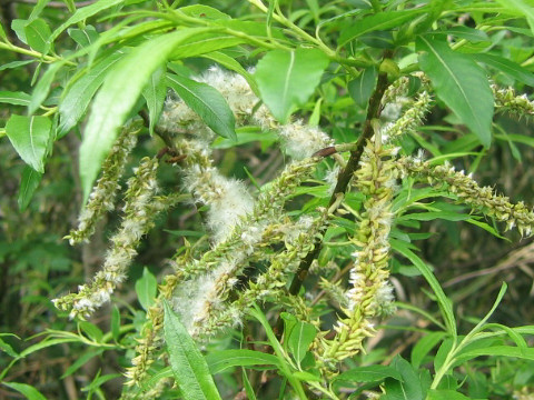 Salix sachalinensis