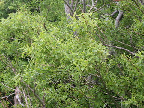 Salix sachalinensis