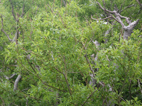 Salix sachalinensis
