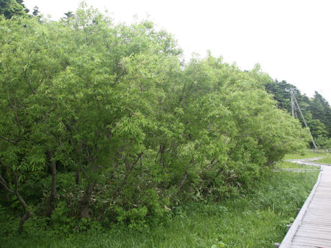 Salix sachalinensis