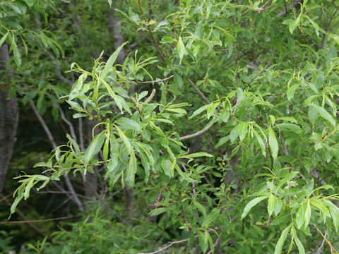 Salix sachalinensis