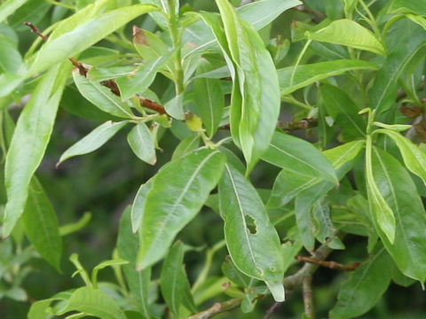 Salix sachalinensis