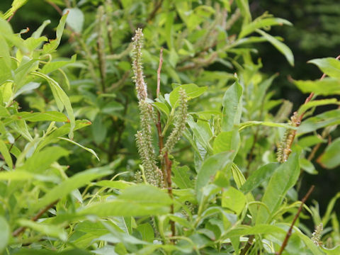 Salix sachalinensis
