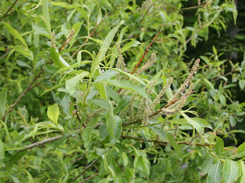 Salix sachalinensis