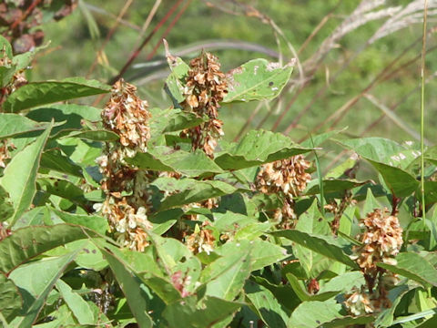 Reynoutria japonica f. compacta