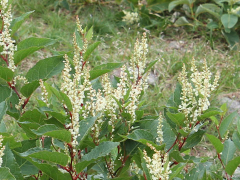 Reynoutria japonica f. compacta