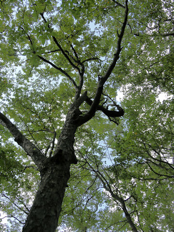 Betula schmidtii