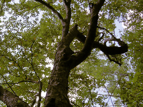 Betula schmidtii
