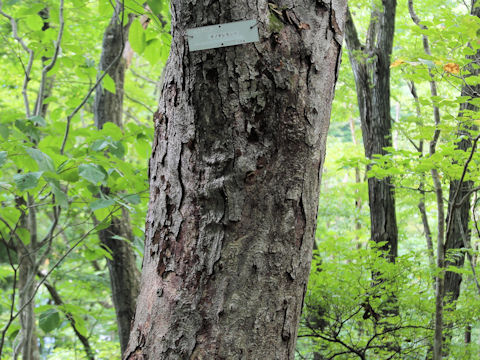 Betula schmidtii