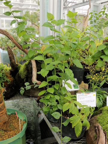 Cardiandra moellendorffii