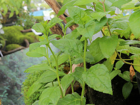 Cardiandra moellendorffii