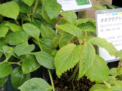 Cardiandra moellendorffii