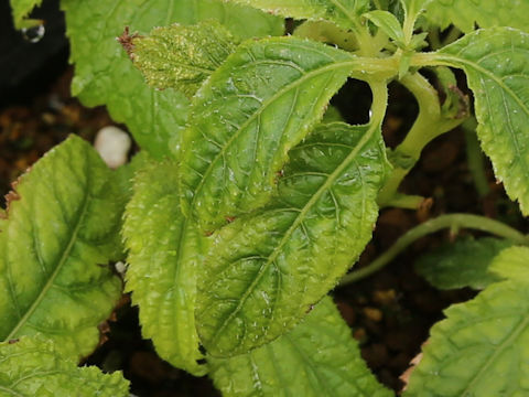 Cardiandra moellendorffii