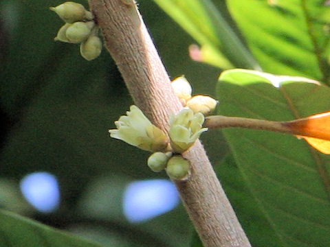 Calocarpum sapota